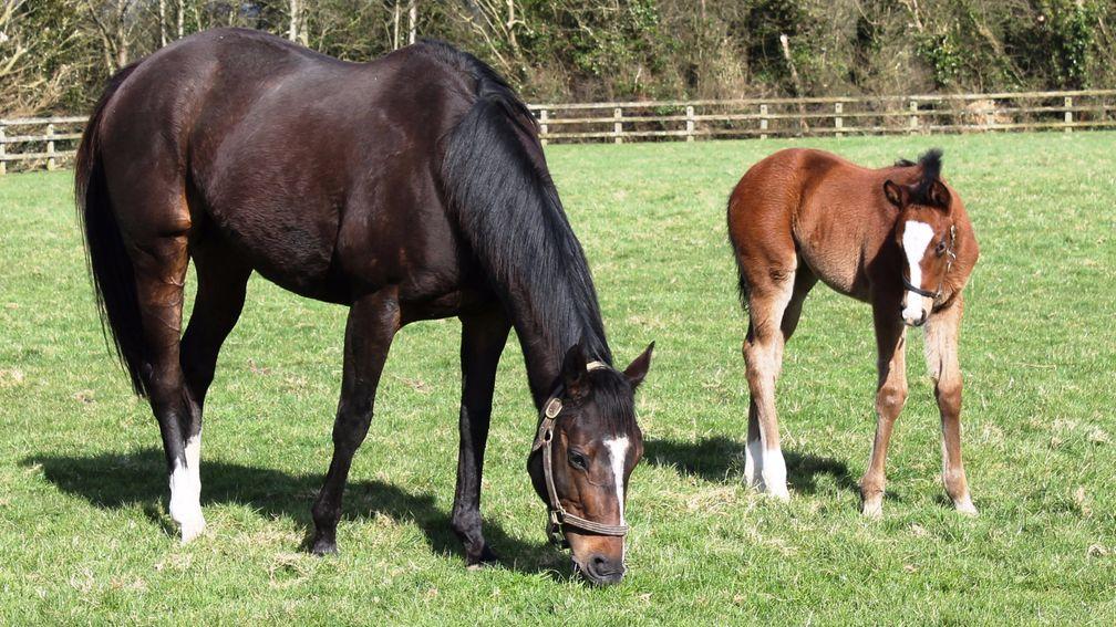 Happily as a foal with her famous dam: You'resothrilling is proving a brilliant channel for her own mother, Mariah's Storm