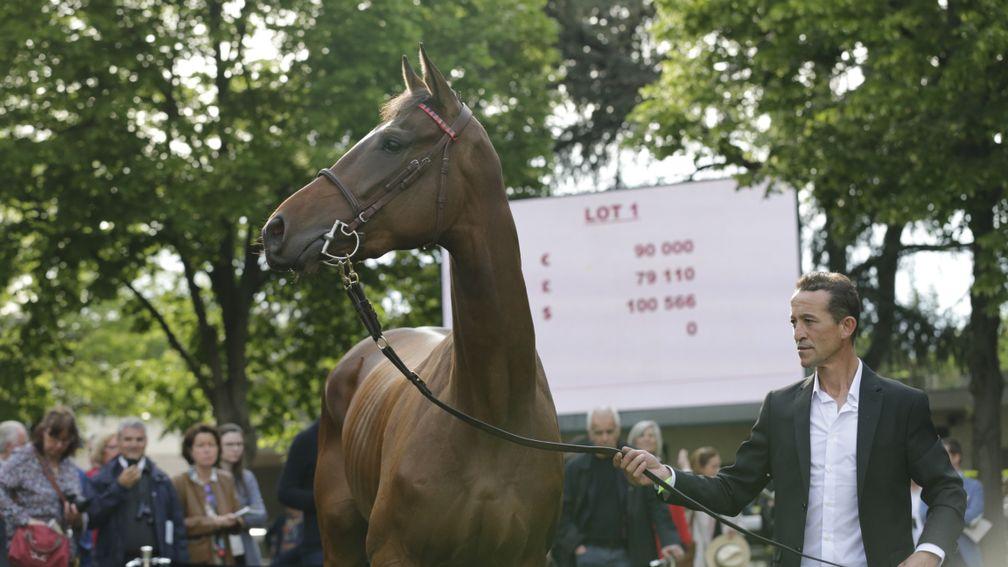 Early strike: Lot 1, Fontaine Collonges, was the most expensive horse sold at Arqana's Grand Steeple-Chase sale at Auteuil on Saturday evening. Guy Petit gave €180,000 for the daughter of Saddler Maker