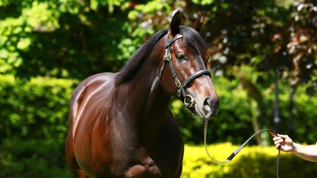 Coolmore stallion No Nay Never has made a blistering start to life at stud, siring six stakes winners with his first crop.