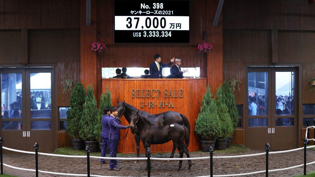 Northern Racing's Lord Kanaloa colt sells to Danox Co Ltd for 370,000,000yen at the JRHA Select Sale