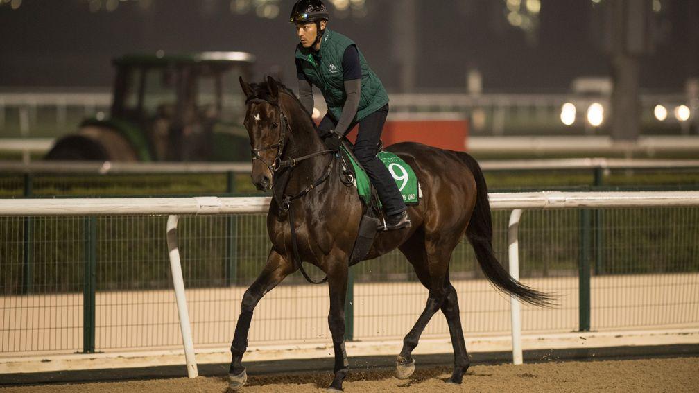 You had to be up early to catch Dubai Sheema Classic contender Rey De Oro working at Meydan this week