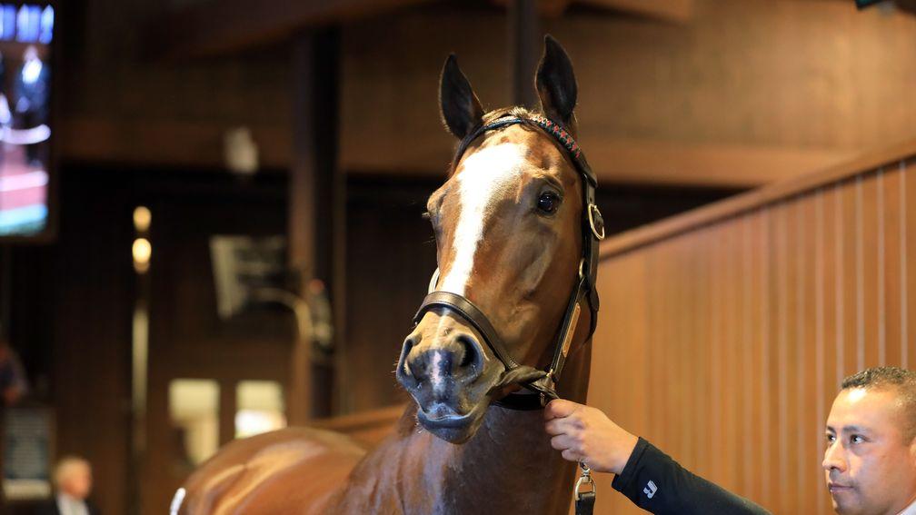 Three Witches: Breeders' Cup Filly and Mare Sprint third brought the hammer down at Keeneland for $1.7 million