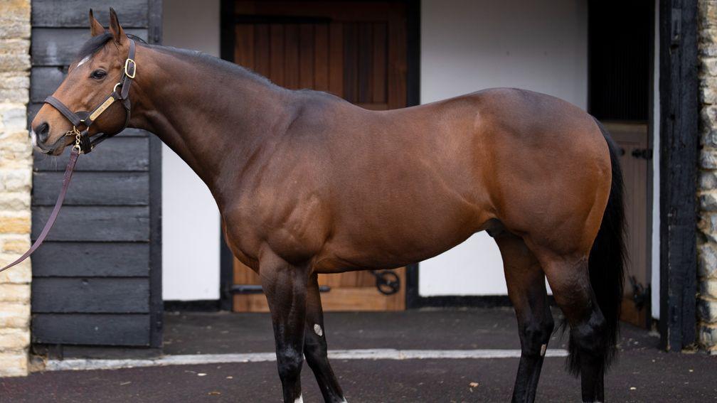 Havana Gold: proven sire at £10,000