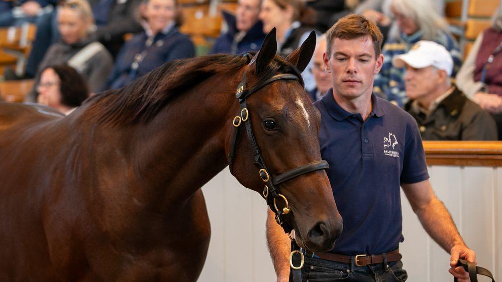 The Blue Point half-brother to Battaash and The Antarctic lights up the sales ring at Tattersalls Book 1 when selling to Godolphin for 1,500,000gns