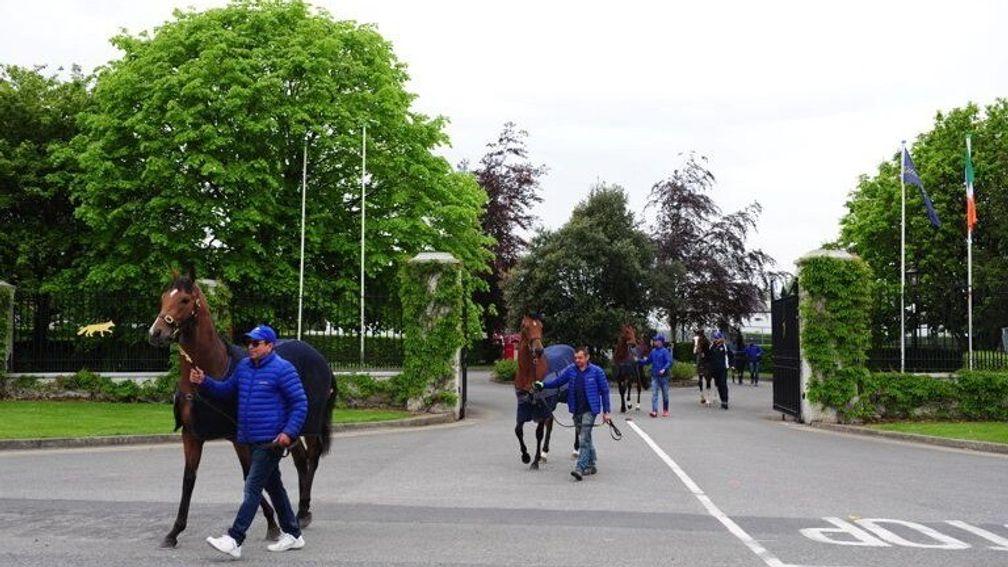 Two-year-olds from the Mocklershill draft cross the road from Tattersalls Ireland to Fairyhouse racecourse, ahead of their breezes