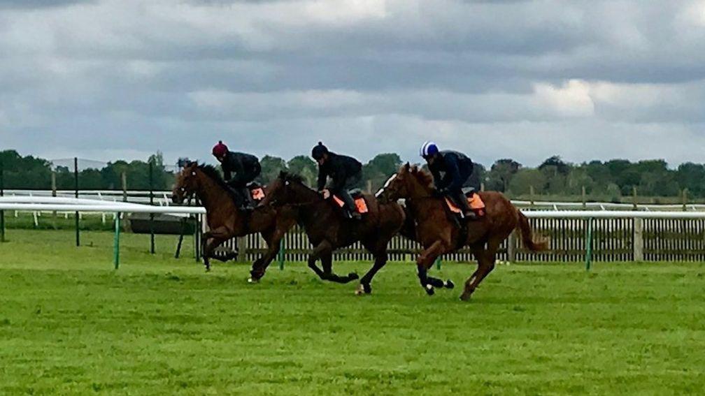 Mohaafeth (near side) and Jim Crowley work on the Rowley Mile with Ilaraab (Tom Marquand) and Faylaq (Cieren Fallon)