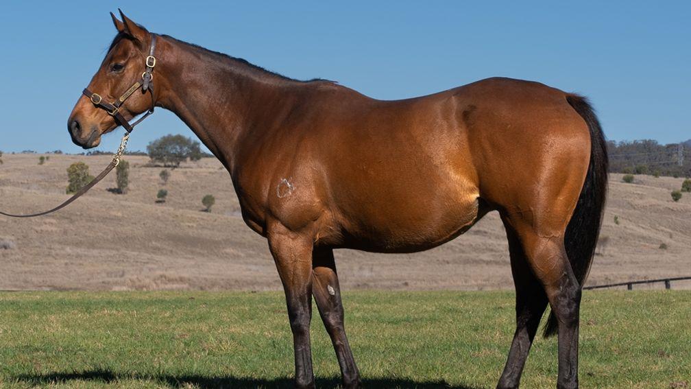 Mokulua: Moonee Valley Classic winner in foal to Frankel sold for A$1.6 million at the dispersal
