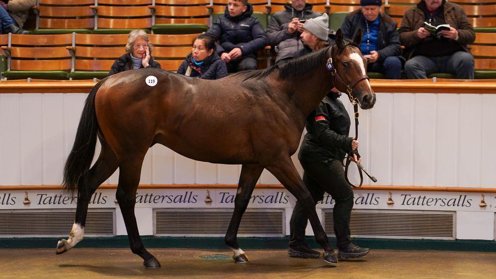 Folland-Bowen Bloodstock's Showcasing colt out of Frangipanni commands attention during the Tattersalls December Yearling Sale