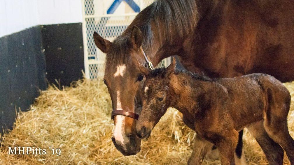 Songbird gets to know her first foal, a filly by Arrogate