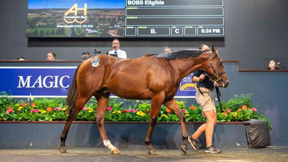 Corumbene Stud's Exceed And Excel colt sells to Kia Ora Stud and Tony Fung Investments for $1.8 million at Magic Millions