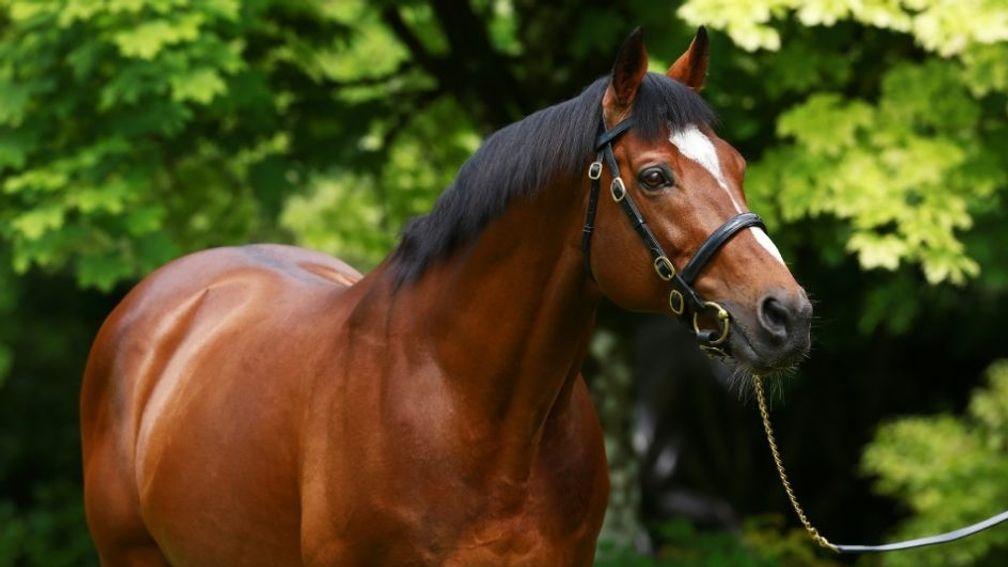 Galileo: daughters of the perennial champion sire were in high demand in Kentucky