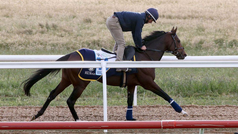 Wall Of Fire: stretching his legs at Werribee racecourse on Sunday morning