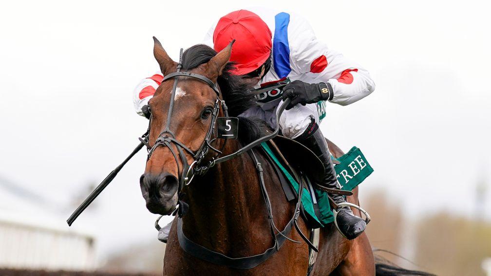 Protektorat: ante-post favourite for the Paddy Power Gold Cup at Cheltenham on Saturday