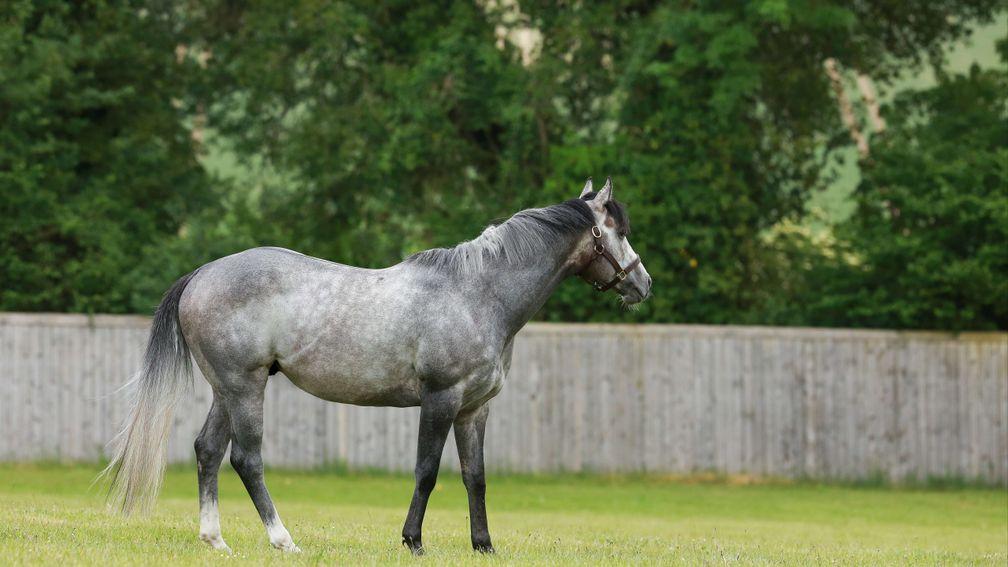 Havana Grey: Likelihood's filly foal by the brilliant young sire heads to Tattersalls 
