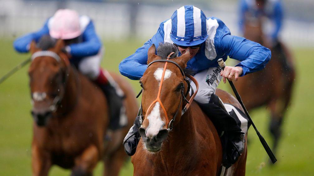 Tabarrak: trainer Richard Hannon is confident he'll handle the surface