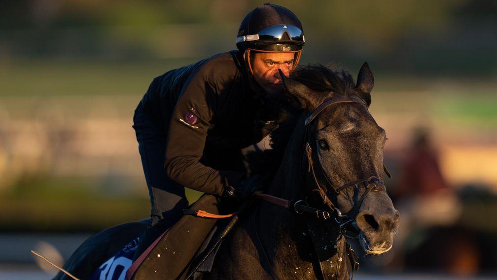 King Of Steel: finished last year's campaign at the Breeders' Cup