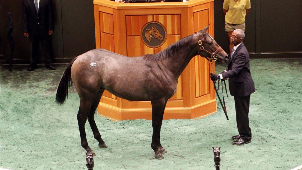 This $500,000 colt by lauded freshman Cairo Prince set a new record at the state-bred sale