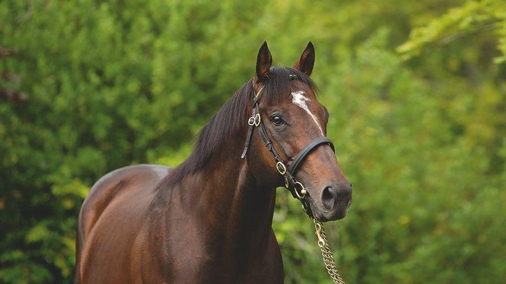 Shamardal: final crop of the late, great Darley sire hit the track this year