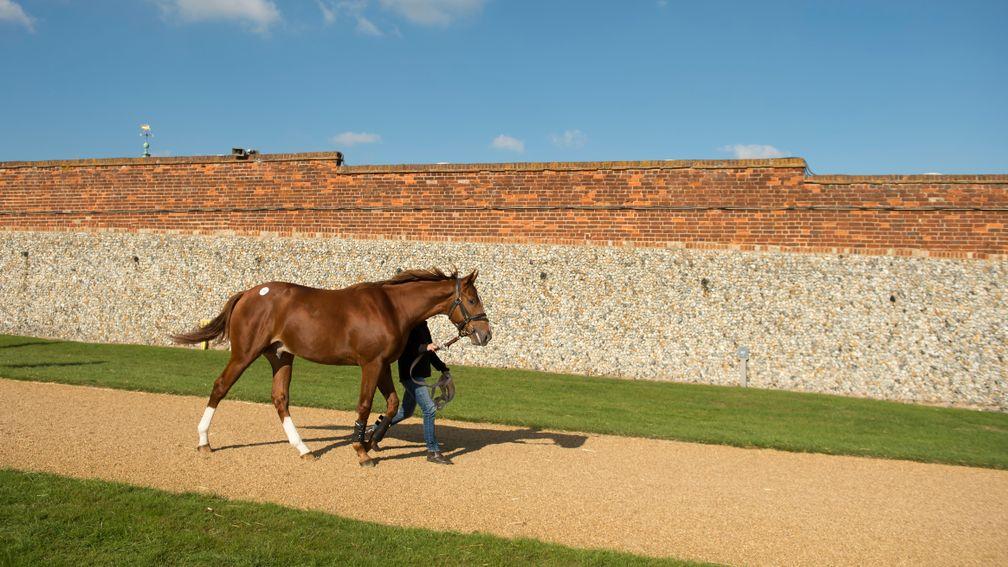 A total of 918 lots are set to go under the hammer at the Tattersalls July Sale