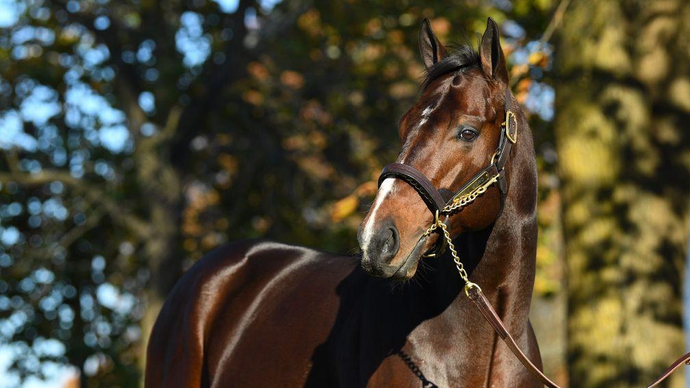 Bolt D'Oro: leading freshman sire has ten black-type performers to date