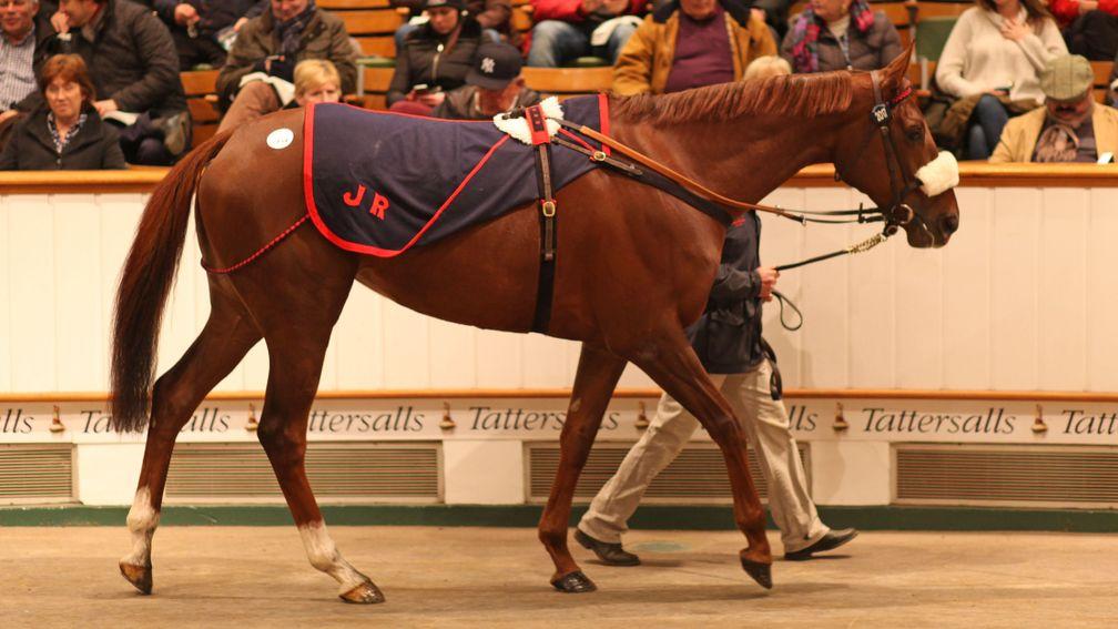 Odeliz goes through the ring at Tattersalls at the end of her racing career