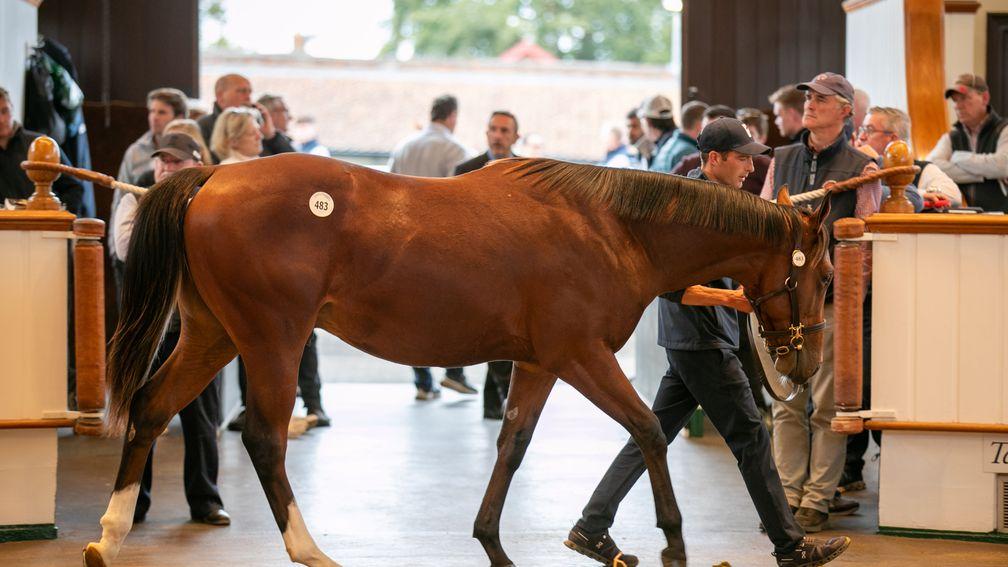 Fittocks Stud's Frankel colt sells to MV Magnier and White Birch Farm for 900,000gns