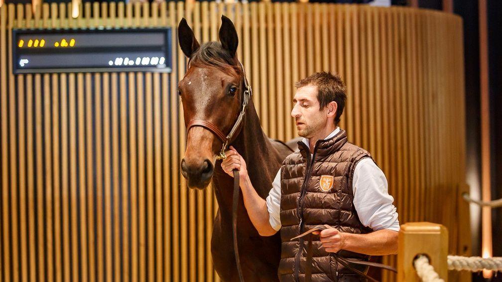 The Frankel colt out of Pearly Shells bought for €250,000