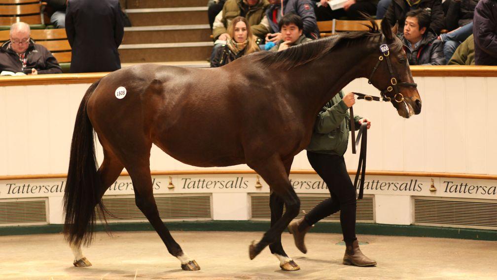 The 17-year-old Magical Romance in the Tattersalls sales ring