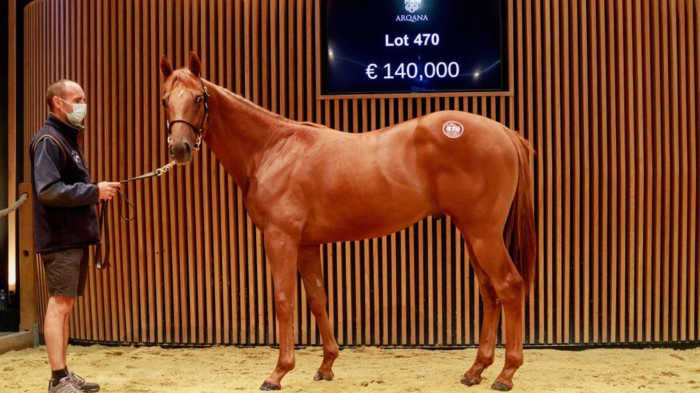 The Mehmas colt that was joint top lot at the Arqana v2 sale in Deauville on Tuesday strikes a pose