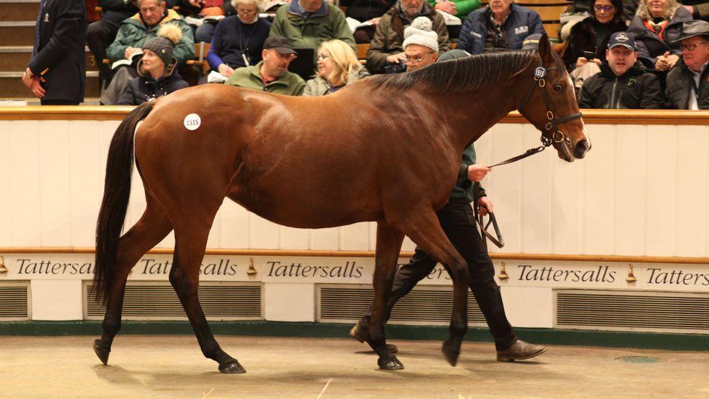 Thistle Bird in the Tattersalls ring before being knocked down to London Thoroughbred Services for 750,000gns