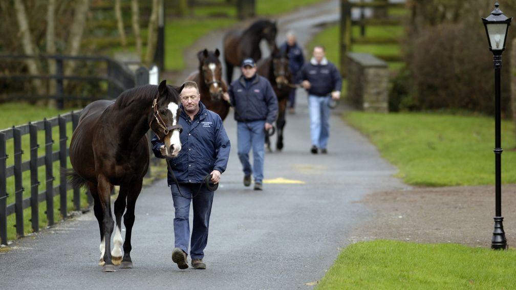 Sadler's Wells (left) leads his son and fellow champion sire Galileo (second left) at Coolmore