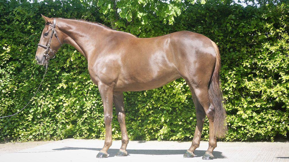 The Lucarno half-sister to Royal Shakespeare who will be offered as Lot 82 at Goffs UK