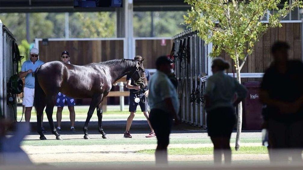 Inglis: inspections take place at Riverside Stables ahead of the Inglis Easter Yearling Sale