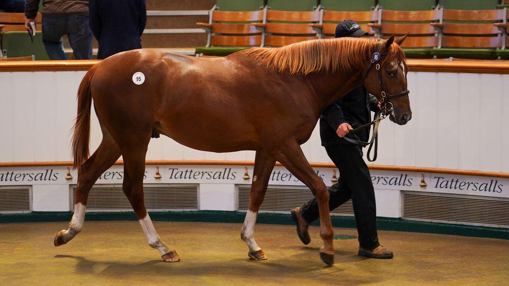 Lynn Lodge Stud's Sea The Stars colt out of Contemptuous takes his turn around the sales ring at Tattersalls