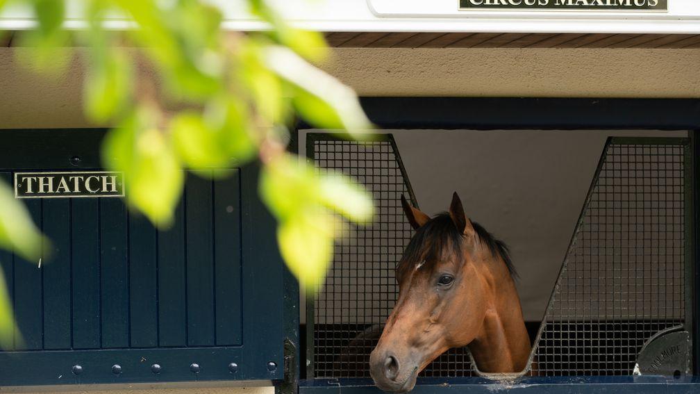 Circus Maximus looks out his stable door at Coolmore