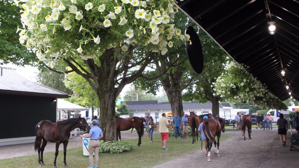 The sun did not shine on the picturesque sales grounds on Saturday but the action remained dazzling in the sales ring