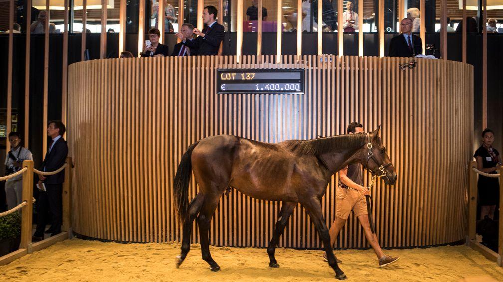 Top lot: Dubawi colt out of Irish 1,000 Guineas winner Just The Judge