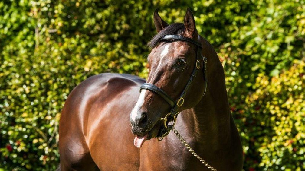 US Navy Flag: sire of a €290,000 half-sister to Going Global who sold to Dwayne Woods