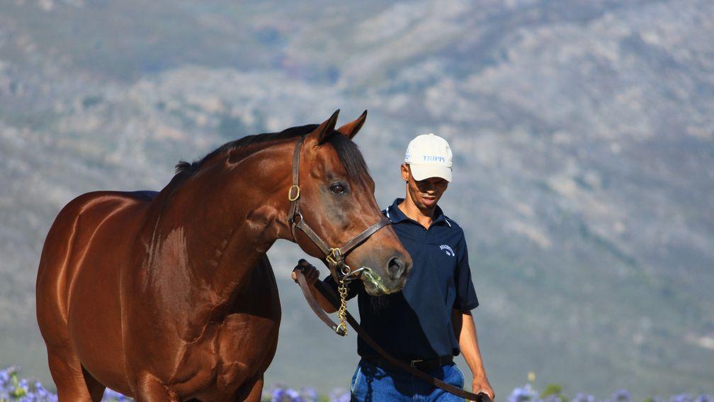 Trippi: a stallion of a lifetime for Drakenstein Stud