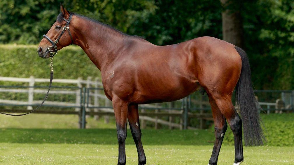 Persian King: a share in Haras d’Etreham's exciting young sire sold for €190,000 at Arqana