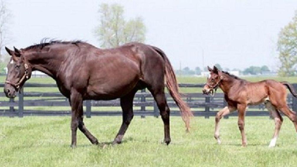 Sweet Life produced three stakes-winning full-siblings to Storm Cat