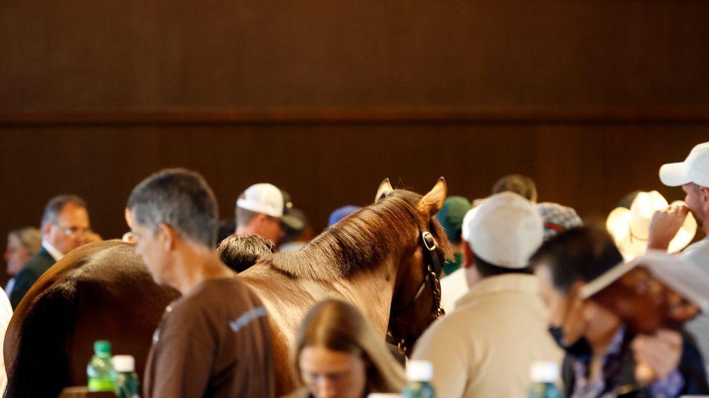 Trade continued at the Keeneland September Yearling Sale on Wednesday
