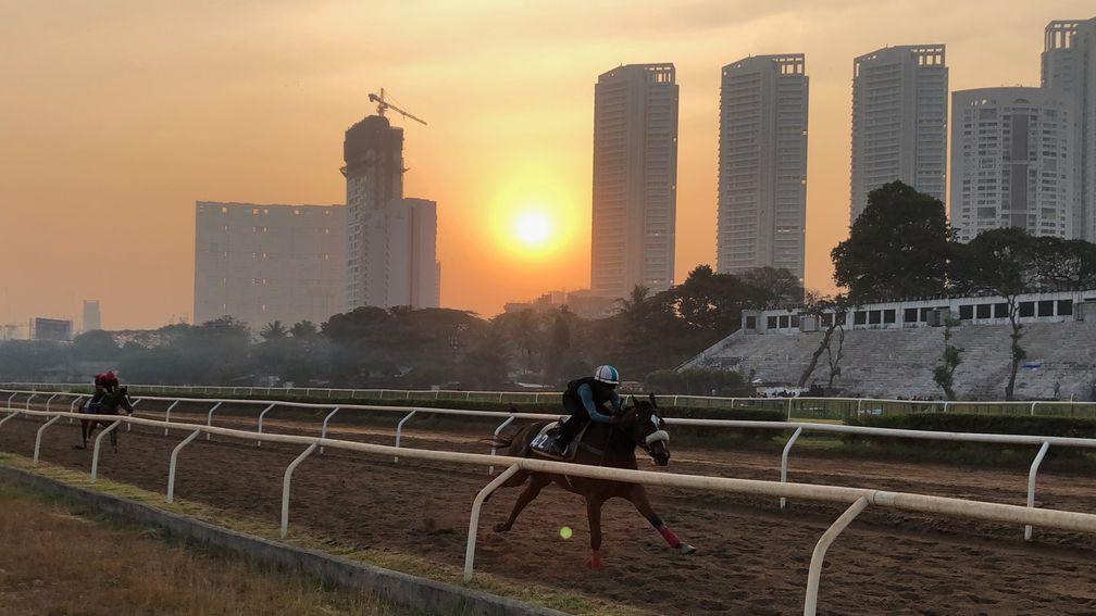 Horses are put through their paces at sunrise in Mumbai