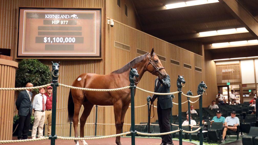 Taylor Made Sales Agency's $1.1 million Curlin colt topped the fourth session of the Keeneland September Yearling Sale