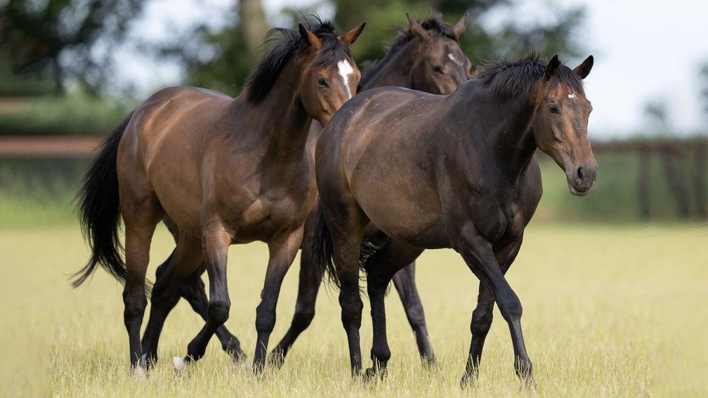 Constitution Hill with some of his stablemates at Charlie and Tracy Vigors' Hillwood Stud near Marlborough, Wiltshire
