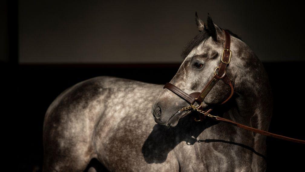 Roaring Lion: star-crossed stallion has sired his first winner