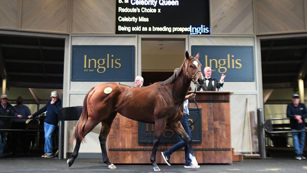 Celebrity Queen: the Group 1 winner sold to Tom Magnier for A$2.5 million at the Inglis Chairman’s Sale