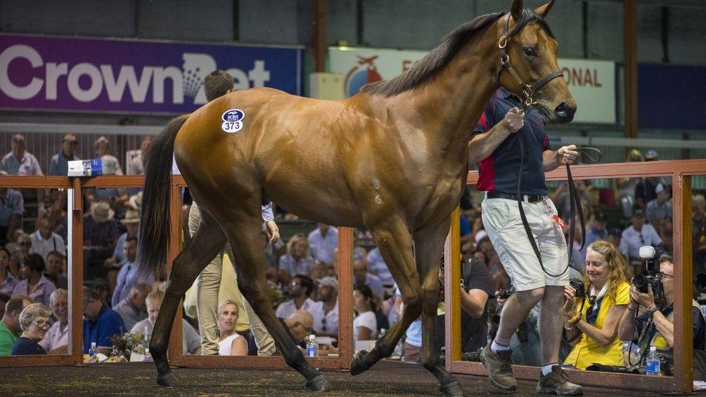 The I Am Invincible colt that sold for $2 million on day two of the Magic Millions Gold Coast Yearling Sale