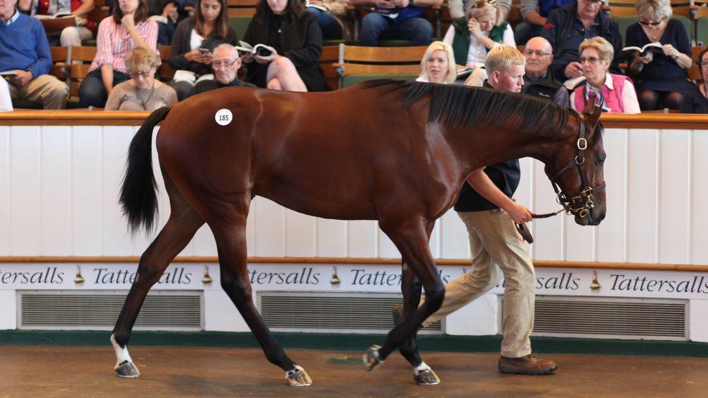 Waldkonig goes through the ring as a yearling at Tattersalls