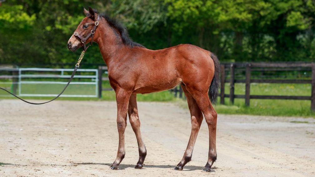 The No Risk At All colt foal out of Best Exit who topped Arqana's Grand Steeple Sale